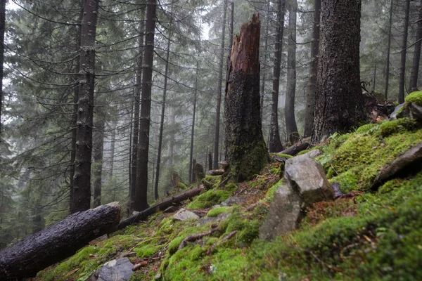 El bosque montañoso primitivo con suelo musgo —  Fotos de Stock