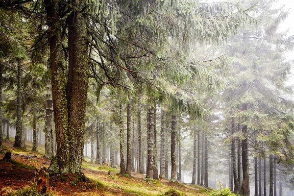 La forêt de montagne primitive avec un sol mousseux — Photo