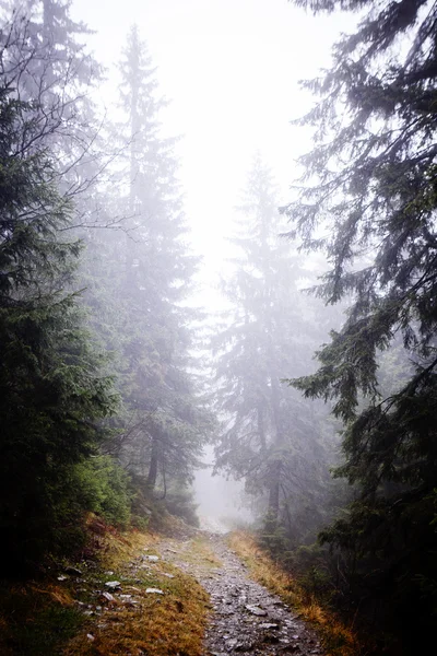 The primeval mountain forest with mossed ground