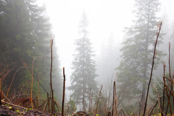 La foresta di montagna primordiale con terreno muschiato — Foto Stock