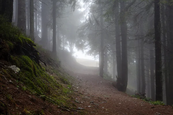 La foresta di montagna primordiale con terreno muschiato — Foto Stock