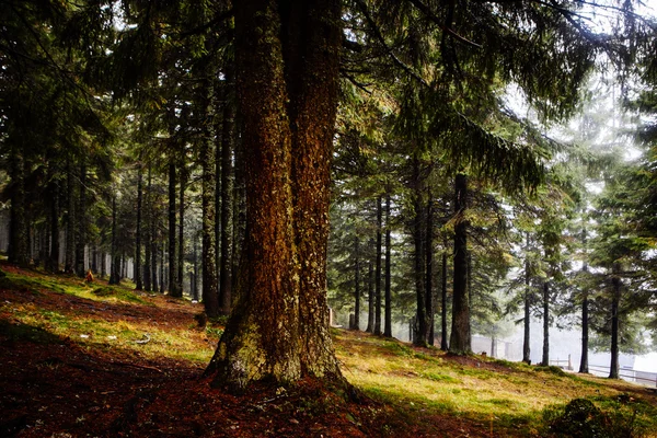 Der uralte Bergwald mit bemoostem Boden — Stockfoto