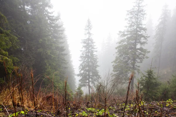 La foresta di montagna primordiale con terreno muschiato — Foto Stock