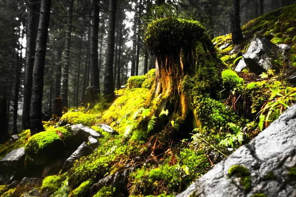 The primeval mountain forest with mossed ground — Stock Photo, Image