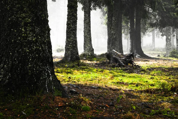 Mechový mlžné hoře zelený Les — Stock fotografie