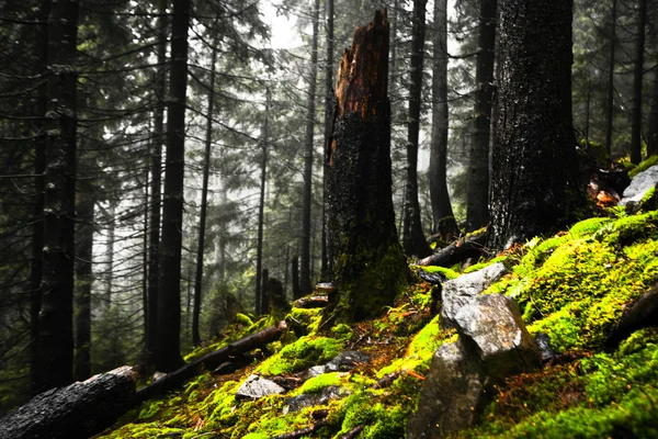 Bosque verde montañoso brumoso —  Fotos de Stock