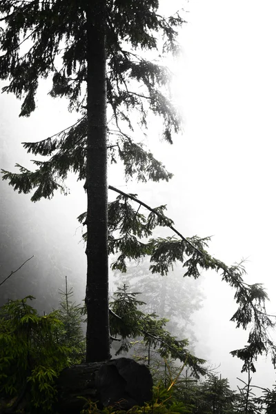 Mossy nebbioso montagna foresta verde — Foto Stock