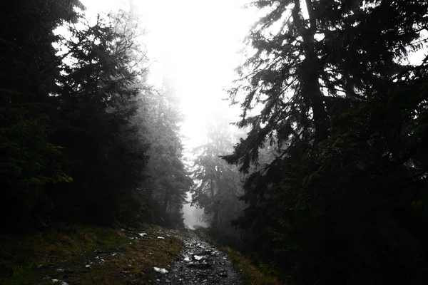 Moosbedeckter Bergwald — Stockfoto