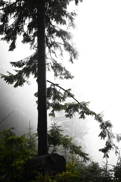 Mechový mlžné hoře zelený Les — Stock fotografie
