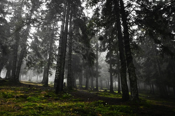 Mechate mgliste góry zielony las — Zdjęcie stockowe