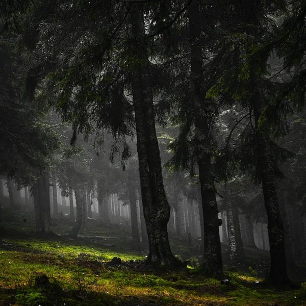 Bosque verde montañoso brumoso —  Fotos de Stock