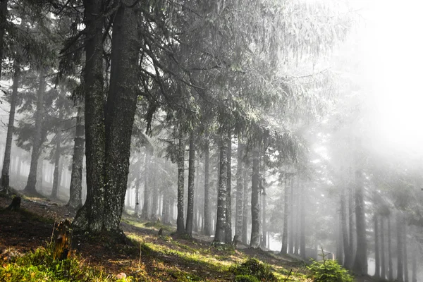 长满青苔的雾山绿森林 — 图库照片