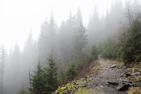 Yosunlu sisli dağ yeşil orman — Stok fotoğraf