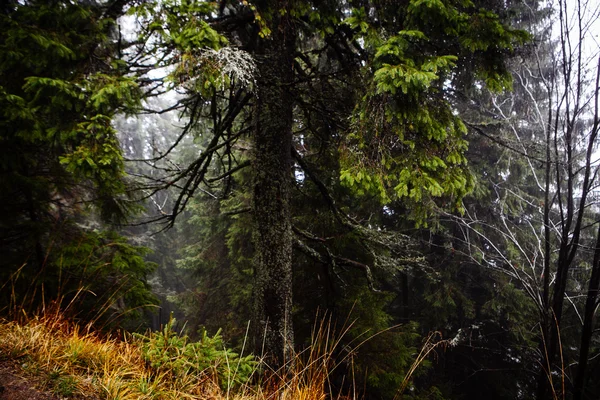 Ποώδη ομίχλη ορεινό καταπράσινο δάσος — Φωτογραφία Αρχείου