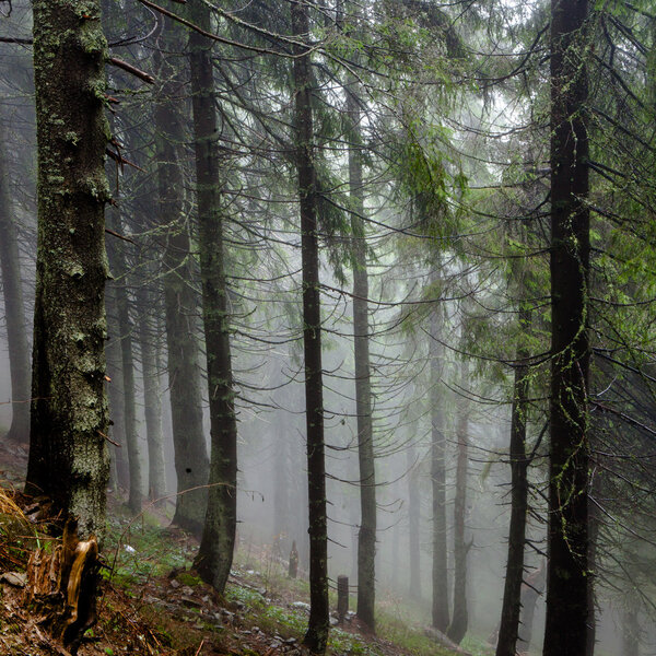 Туманно-зеленый лес
