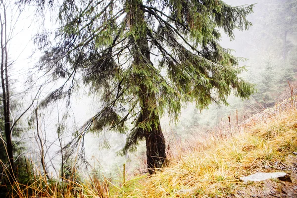 緑のコケに覆われた霧山の森林 — ストック写真