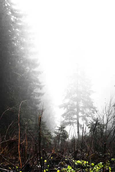 Mechový mlžné hoře zelený Les — Stock fotografie