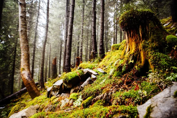 Mossy undergrowth na floresta de montanha nebulosa — Fotografia de Stock