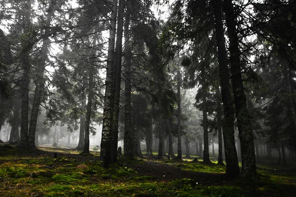 Yosunlu sisli dağ yeşil orman — Stok fotoğraf