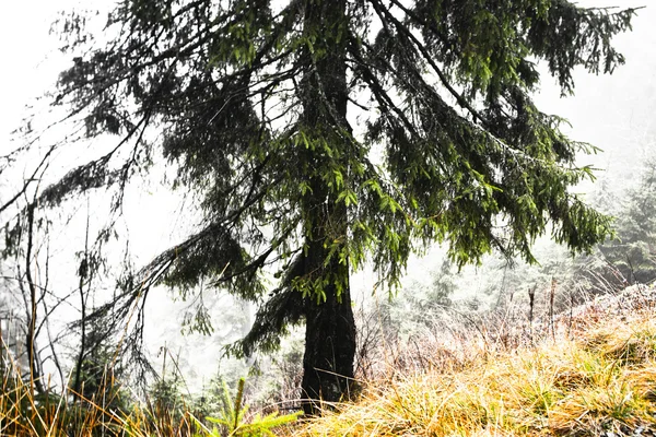 Mossy nebbioso montagna foresta verde — Foto Stock