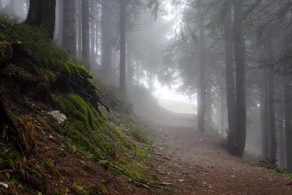 Mechový mlžné hoře zelený Les — Stock fotografie