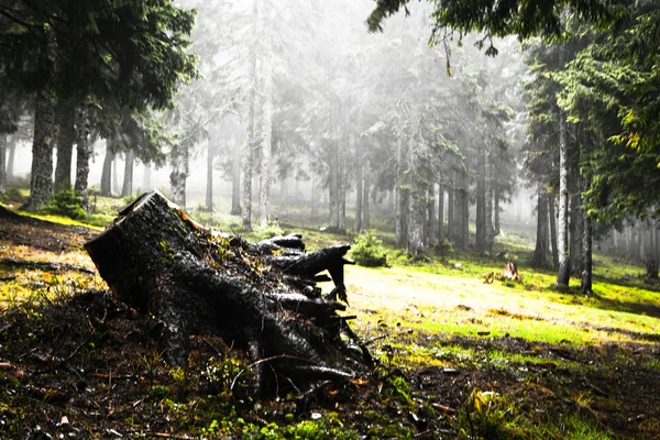 Forêt verte de montagne brumeuse et mousseuse — Photo