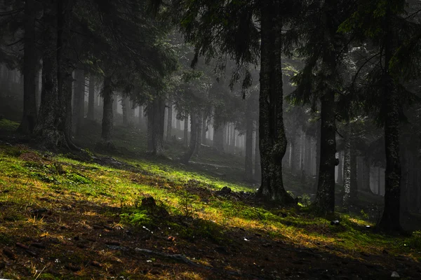 Ποώδη ομίχλη ορεινό καταπράσινο δάσος — Φωτογραφία Αρχείου