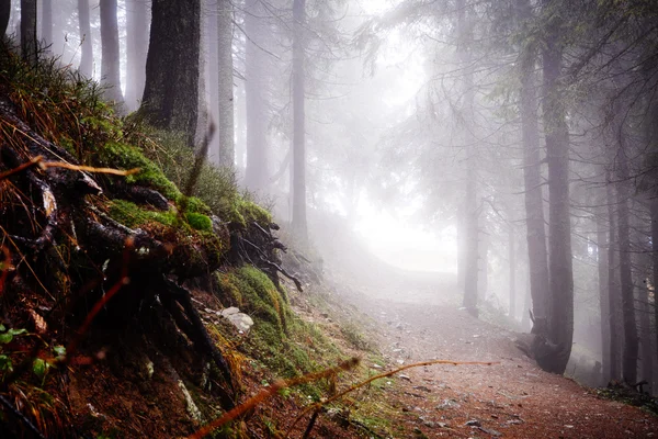 Mossy undergrowth in foggy mountain forest Stock Image