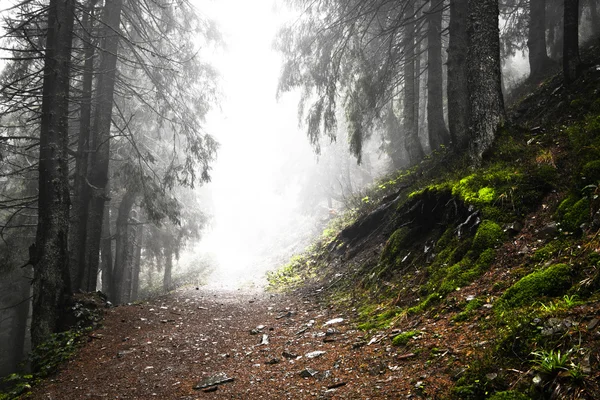 Primeval mountain forest with fog Royalty Free Stock Photos