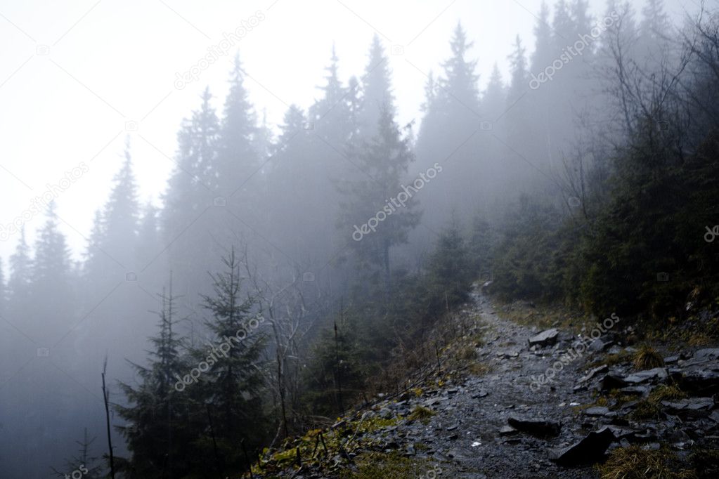 Foggy dark mountain forest