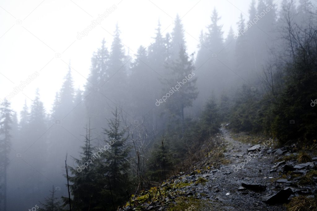 Foggy dark mountain forest
