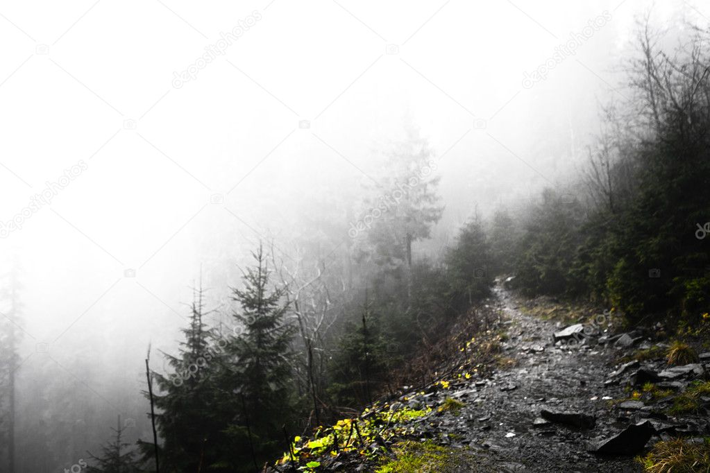 Primeval mountain forest with fog