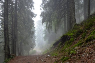 Dağ sisli Ladin ağacı orman