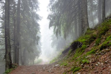 Dağ sisli Ladin ağacı orman
