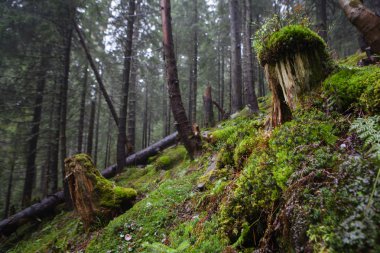 Sisli dağ orman yosunlu çalılar