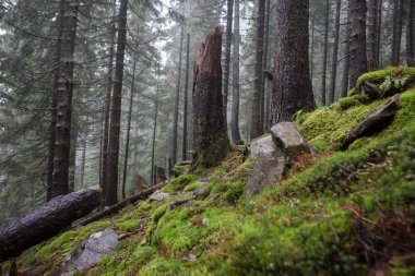 Dağ sisli Ladin ağacı orman