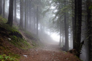 Dağ sisli Ladin ağacı orman