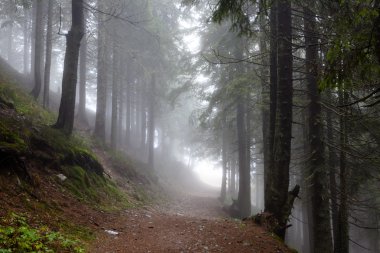 Dağ sisli Ladin ağacı orman