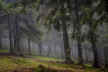 Dağ sisli Ladin ağacı orman