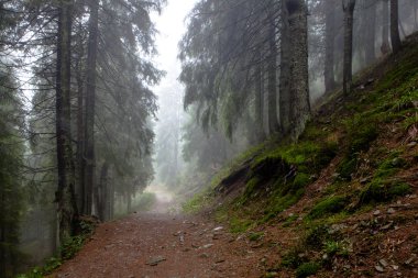 Dağ sisli Ladin ağacı orman