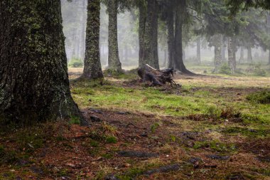 Dağ sisli Ladin ağacı orman