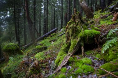 Sisli dağ orman yosunlu çalılar