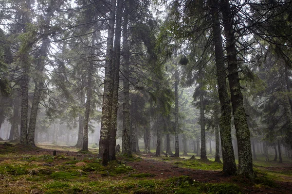 Dağ sisli Ladin ağacı orman — Stok fotoğraf