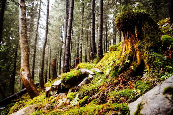 Moosbedeckter Bergwald — Stockfoto