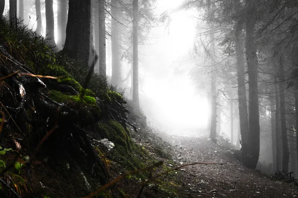 Bergnebel Fichtenwald — Stockfoto