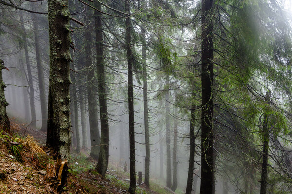 Горный туманный еловый лес
