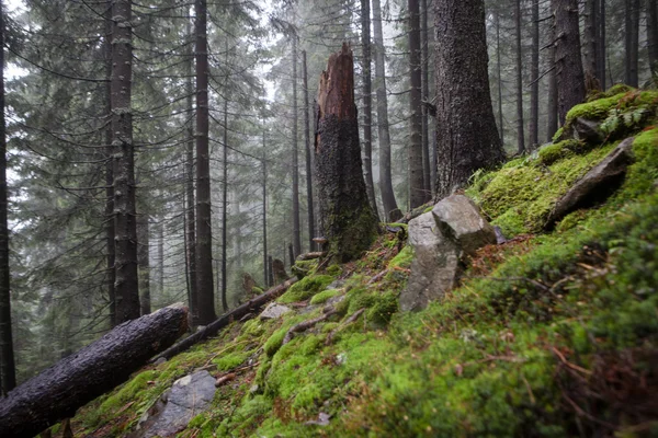 Bosque de abeto brumoso de montaña —  Fotos de Stock