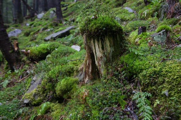 Mossy undergrowth in foggy mountain forest — Stock Photo, Image