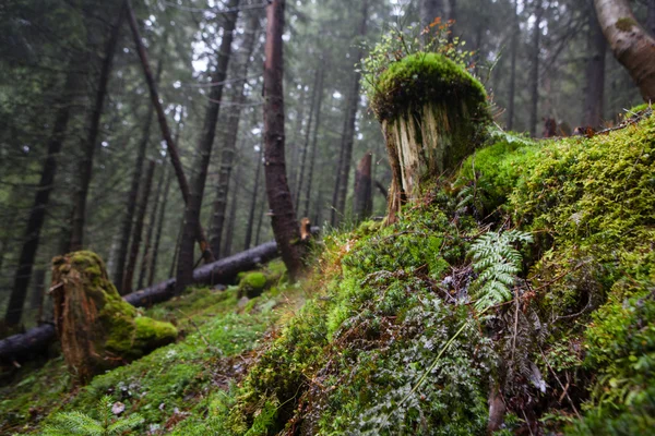 Bosque de abeto brumoso de montaña —  Fotos de Stock