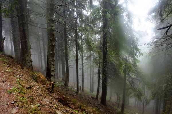 Горный туманный еловый лес
